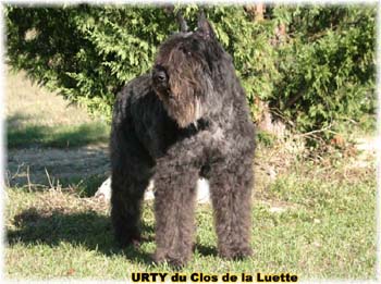 Elevage du CLOS DE LA LUETTE - COPYRIGHT DEPOSE
